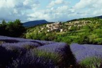 Provence, levandulové pole